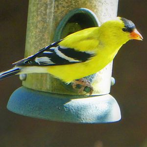Eastern Goldfinch