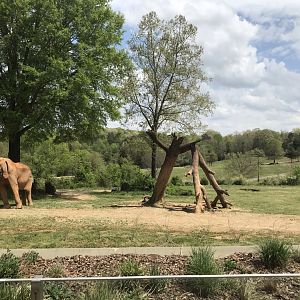 North Carolina Zoo: C'Sar on Exhibit