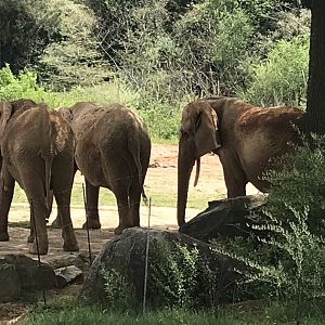 North Carolina Zoo: African Elephant Herd