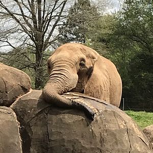 North Carolina Zoo: Artie