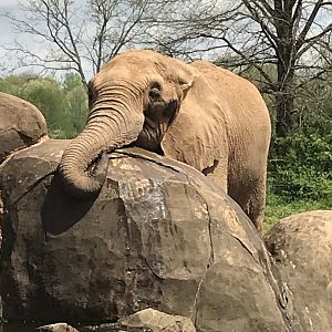 North Carolina Zoo: Artie