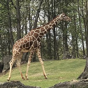 North Carolina Zoo: Reticulated Giraffe