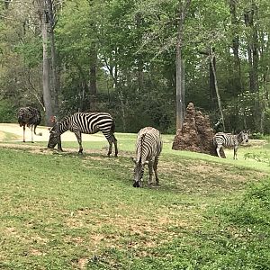 North Carolina Zoo: Grant's Zebras and Ostriches