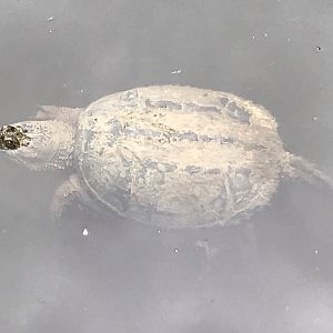 North Carolina Zoo: Wild Common Snapping Turtle