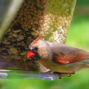 Northern Cardinal