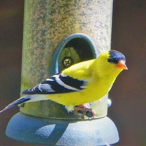 Eastern Goldfinch