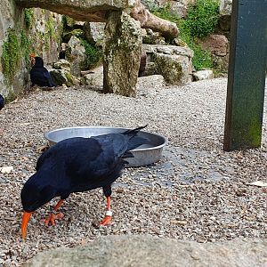 Choughs