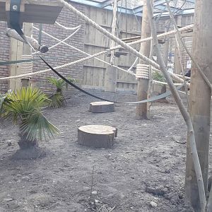 Sulawesi Crested Macaque Enclosure