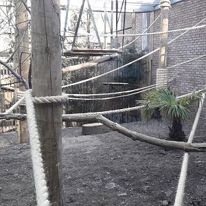 Sulawesi Crested Macaque Enclosure