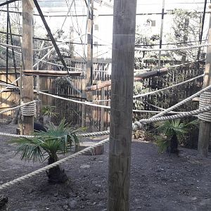 Sulawesi Crested Macaque Enclosure