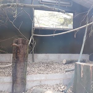 Sulawesi Crested Macaque Indoors