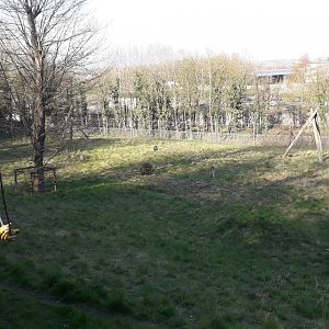 Chimpanzee Outdoor Enclosure
