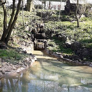 Asian Small-clawed Otter Enclosure