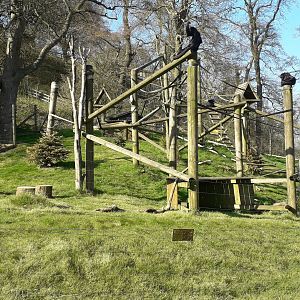 Colombian Spider Monkey Enclosure
