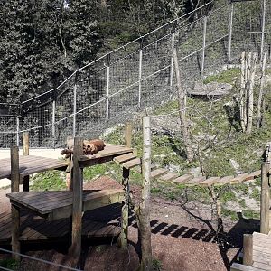 Sumatran Tiger Enclosure