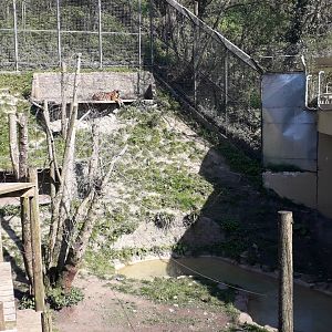 Sumatran Tiger Enclosure
