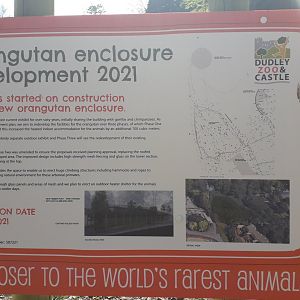 The Future Orangutan Enclosure