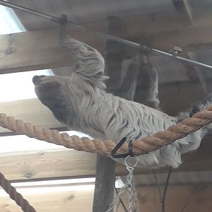 Unusually Active Sloth