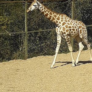 Kira the Young Giraffe