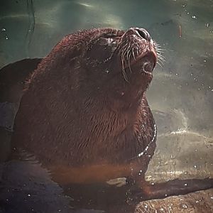 Patagonian Sea Lion