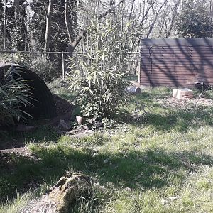 Giant Anteater Enclosure