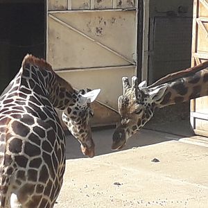 A Tender Moment Between Josie and Kubwa