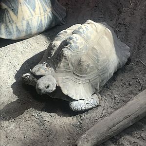 Radiated tortoise