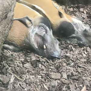 Red River hogs napping