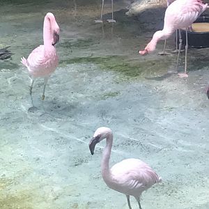 Lesser flamingos