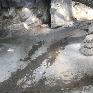 Malayan tapir/ demoiselle crane exhibit (strangely not includeing wood chips)