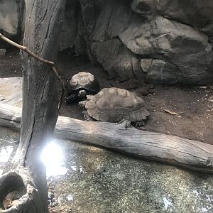 Asian brown tortoise exhibit