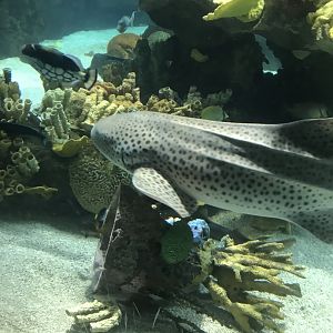 Zebra Shark