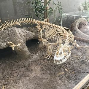 Komodo dragon skeleton