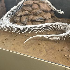 Boa constrictor skeleton