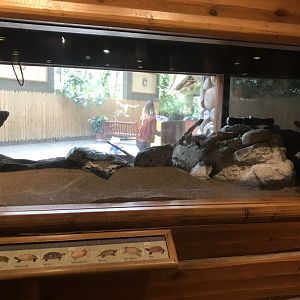 Native turtle tank under maintenance