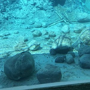 American Beaver exhibit underwater viewing