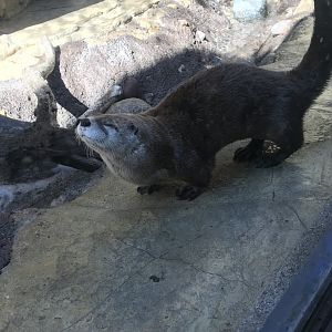 North American river otter