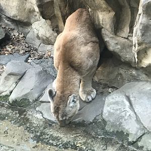Cougar taking a sip