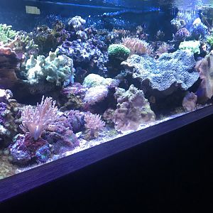 Coral Reef tank