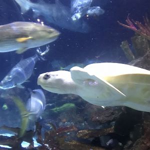 Kemp’s Ridley sea turtle