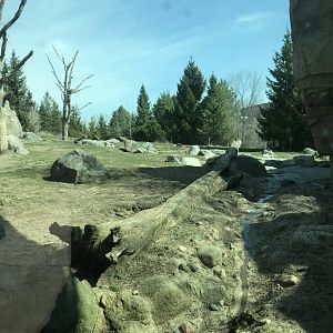 Alaskan brown bear exhibit