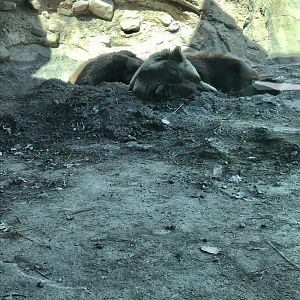 Alaskan brown bears Haines & Kenai