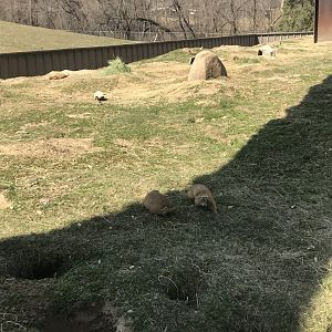 Prairie dog exhibit