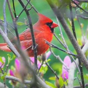 Northern Cardinal