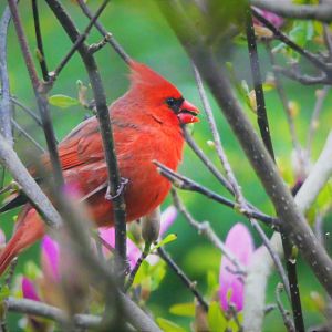 Northern Cardinal