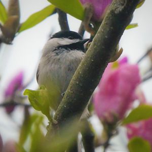 Carolina Chickadee