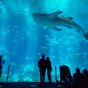 Apr. 2021 - Ocean Voyager