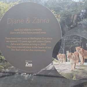 Deceased Lioness Sign