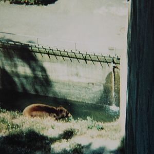 American Black Bear (1988)