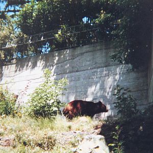 American Black Bear (1988)